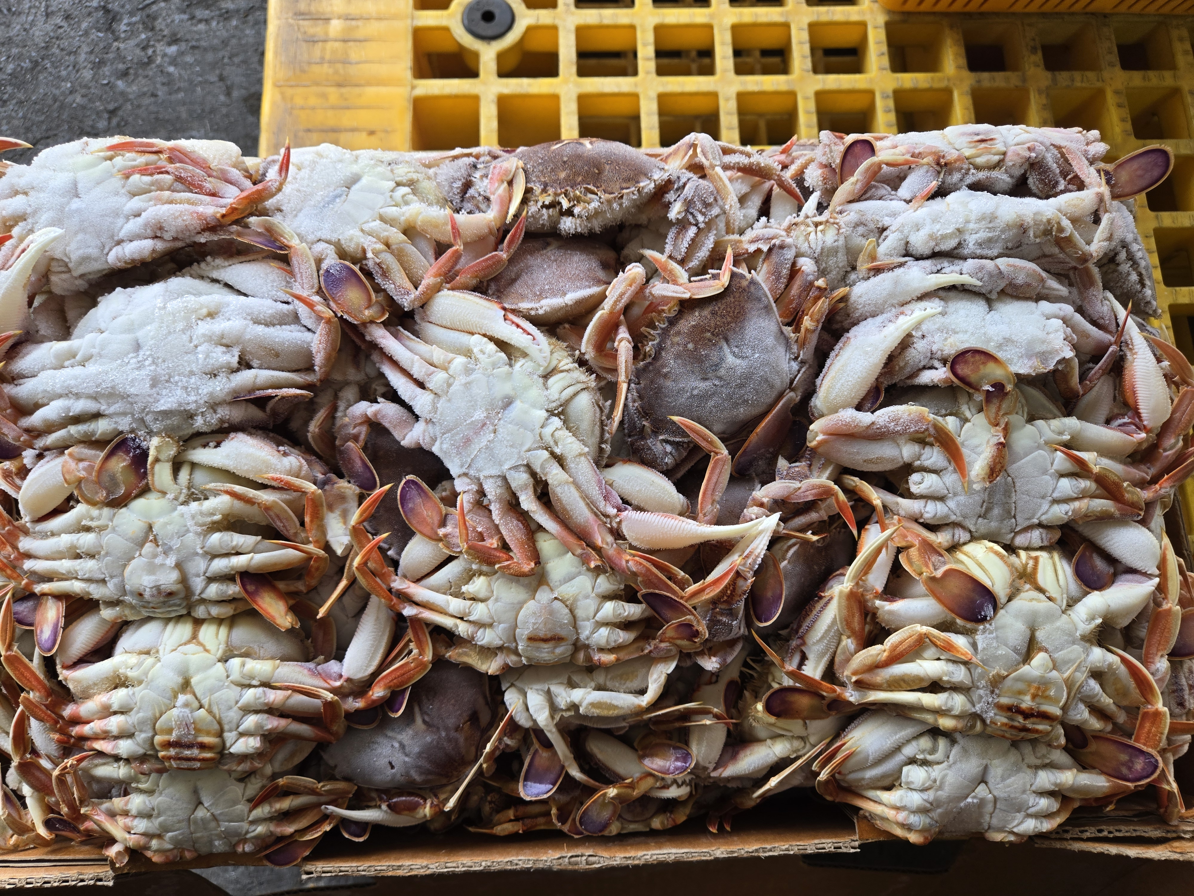 황게 6단 7단 8단 차이, 크기와 마릿수 총정리